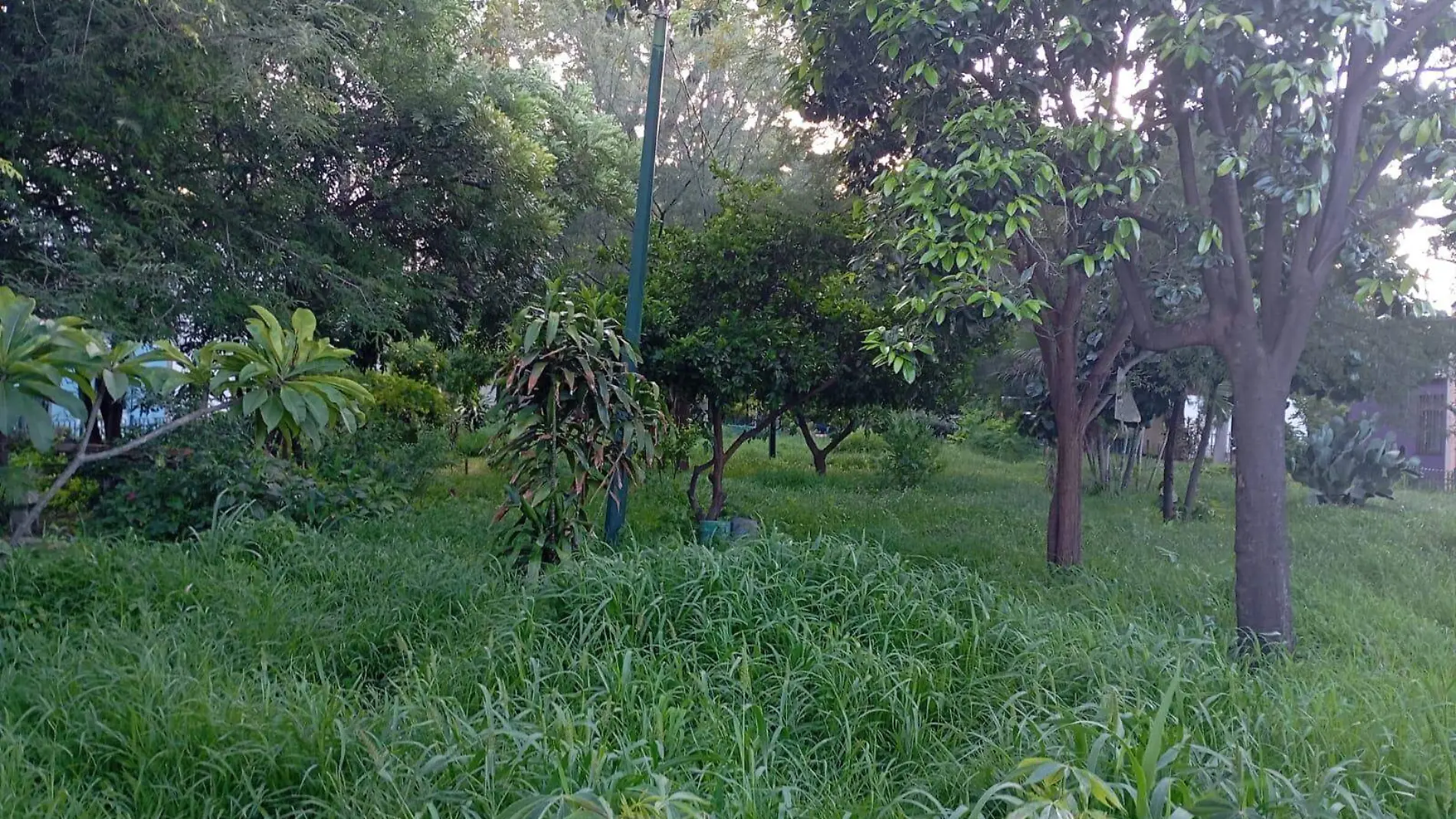 COLONOS DE LAS ARBOLEDAS PIDEN MANTENIMIENTO DE JARDIN COMUNITARIO (4)